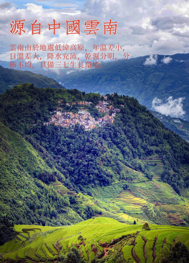 明心堂田七片(圖3)